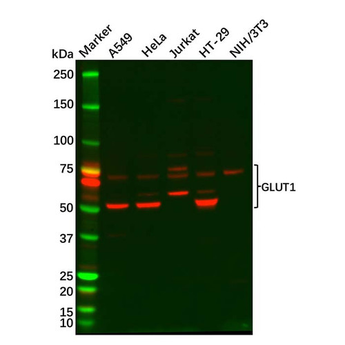 glucose transporter glut1 antibody (c09-0741-268)