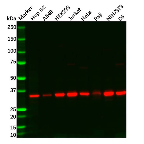 gnb1 antibody (c09-0741-301)