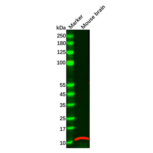 gng2 antibody (c09-0741-310)