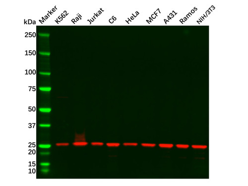 grb2 mouse mab (c09-0741-317)