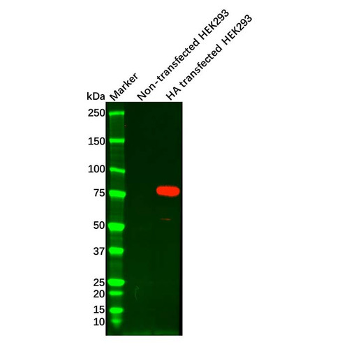 ha tag mouse mab (c09-0741-345)