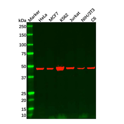 recombinant hdac3 antibody (c09-0741-367)
