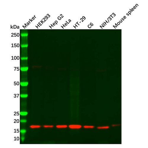 hes5 antibody (c09-0741-388)