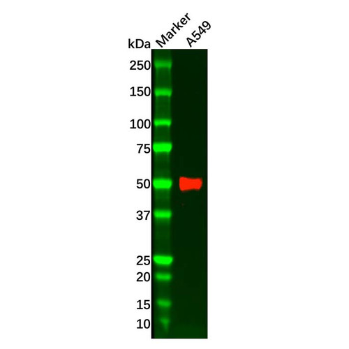 recombinant hnf-4-alpha antibody (c09-0741-432)