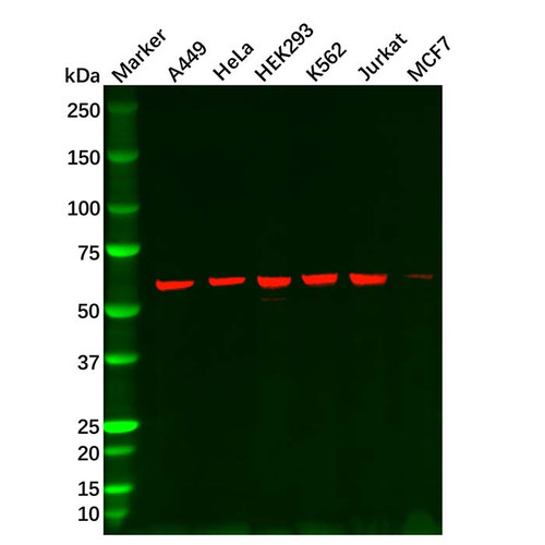 hsp60 mouse mab (c09-0741-460)