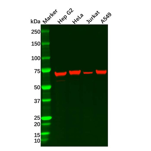 hsp70 mouse mab (c09-0741-466)