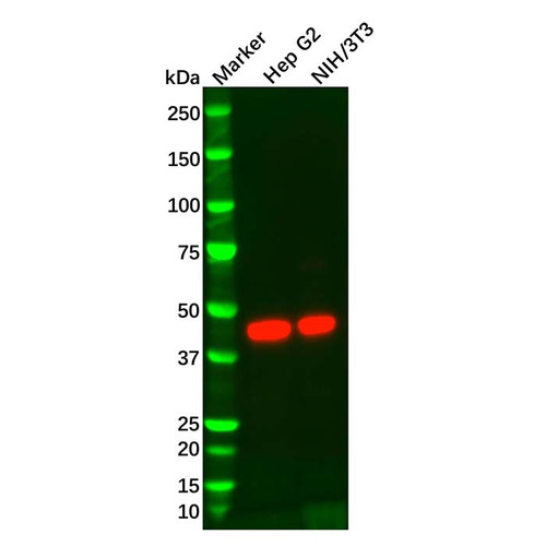 idh1 mouse mab (c09-0741-491)