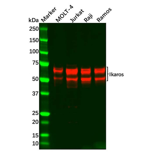 ikaros antibody (c09-0741-519)