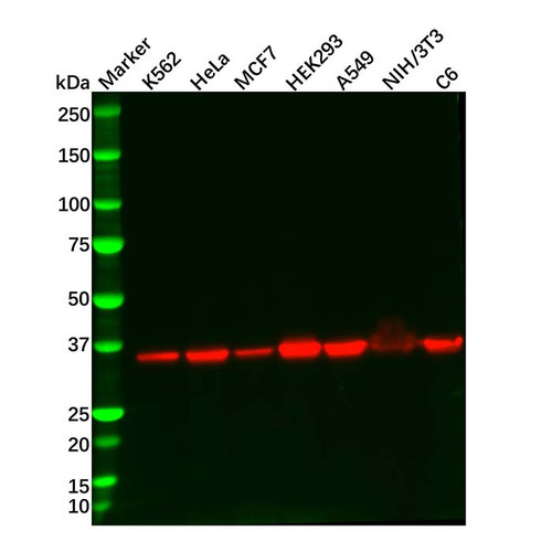 recombinant lactate dehydrogenase antibody (c09-0741-721)