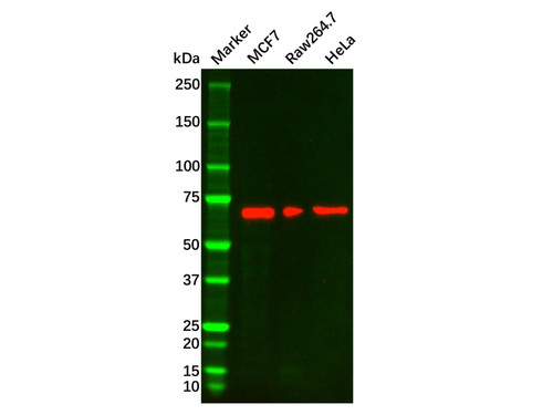 lamin b1 mouse mab (c09-0741-723)