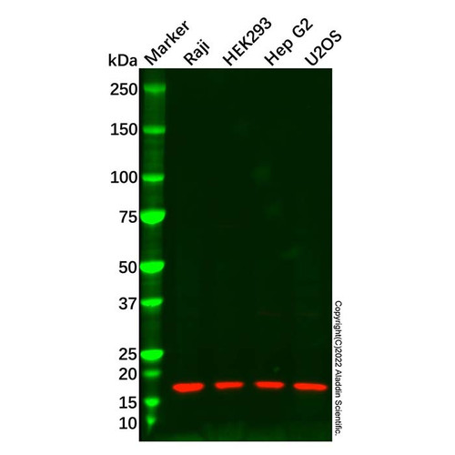 lc3c antibody (c09-0741-751)