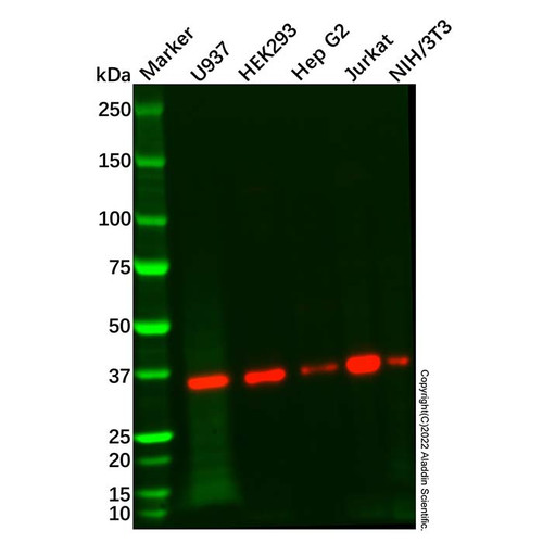 lztfl1 antibody (c09-0741-814)