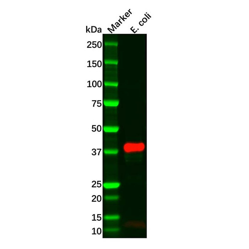 recombinant maltose binding protein antibody (c09-0741-825)