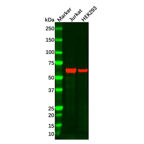 me2 antibody (c09-0741-864)