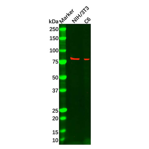 mecp2 mouse mab (c09-0741-869)