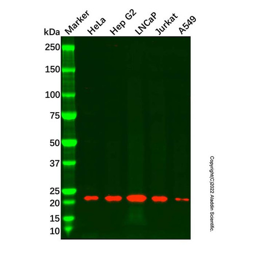 recombinant mitochondrial ribosomal protein l11 antibody (c09-0741-903)