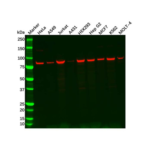 recombinant mlh1 antibody (c09-0741-919)