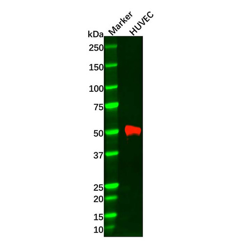 mmp1 antibody (c09-0741-925)