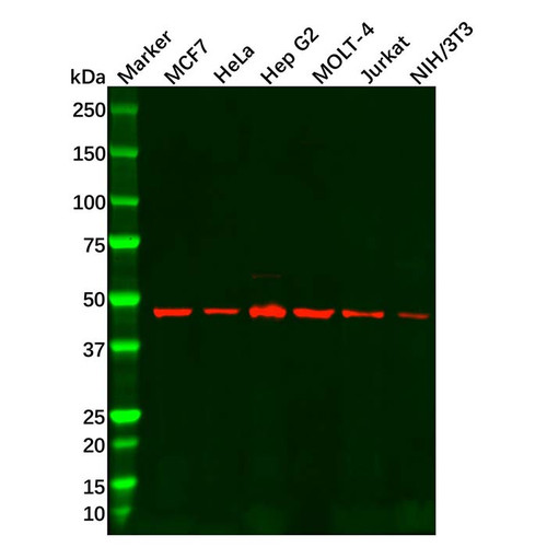 mss1 antibody (c09-0741-958)