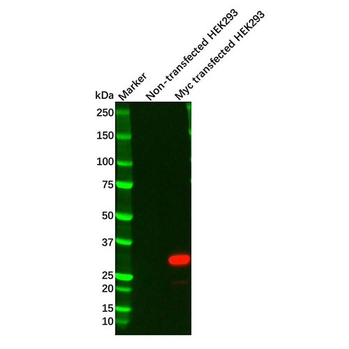 myc tag mouse mab (c09-0742-008)