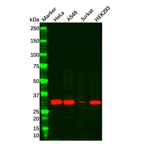 ngf mouse mab (c09-0742-048)