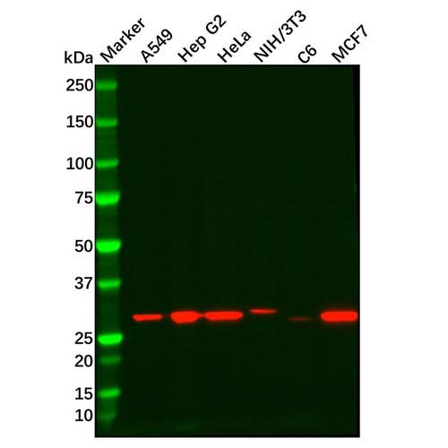 recombinant nqo1 antibody (c09-0742-067)