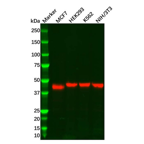 recombinant nr2f2 antibody (c09-0742-071)