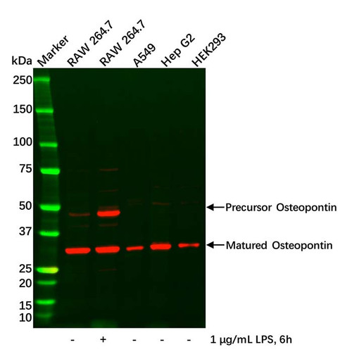 osteopontin antibody (c09-0742-103)