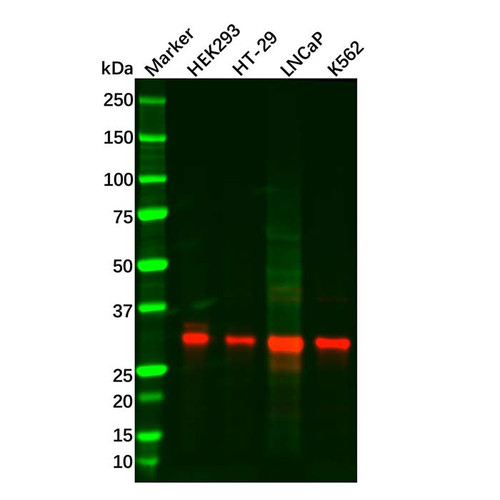 recombinant pirh2 antibody (c09-0742-308)