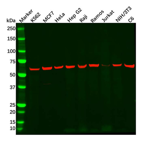 pkm2 antibody (c09-0742-334)