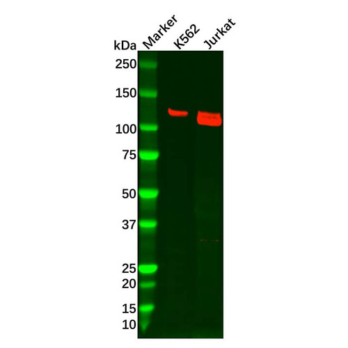 recombinant pkn2 antibody (c09-0742-341)