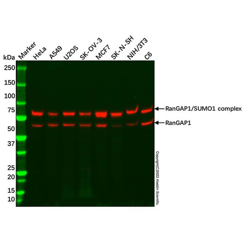 recombinant rangap1 antibody (c09-0742-551)