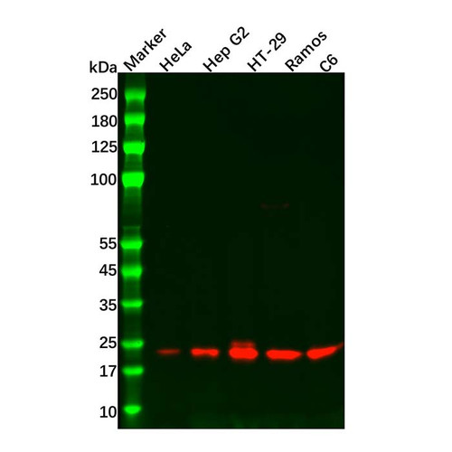 recombinant rheb antibody (c09-0742-587)