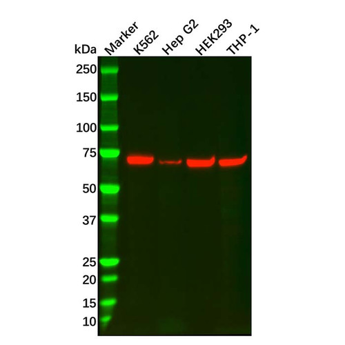 recombinant sesn1 antibody (c09-0742-675)