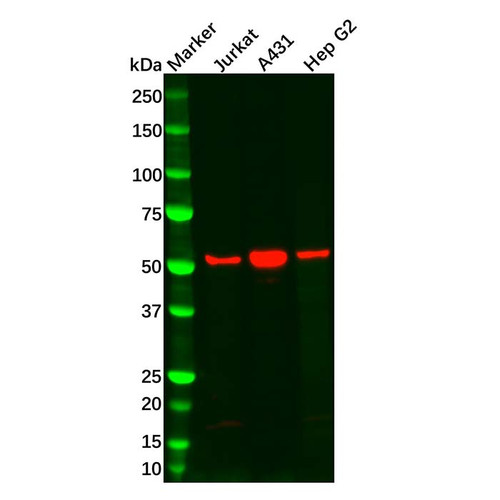 sgk1 antibody (c09-0742-696)