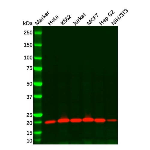 recombinant smac/diablo antibody (c09-0742-732)