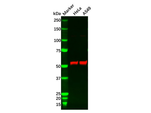 sqstm1 mouse mab (c09-0742-825)