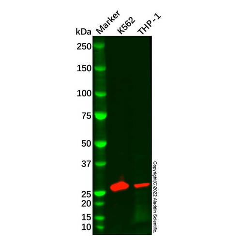 star antibody (c09-0742-829)