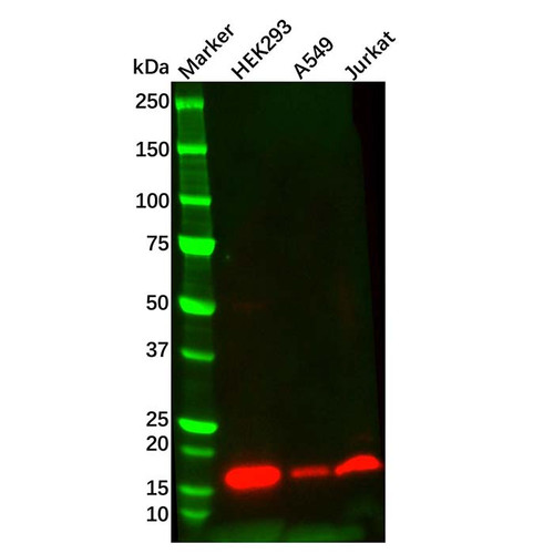 survivin mouse mab (c09-0742-862)