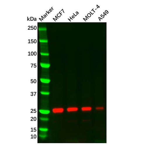 thymidine kinase 1/tk1 mouse mab (c09-0742-957)