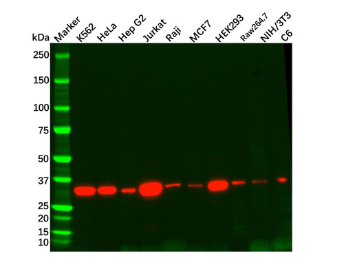 recombinant thymidylate synthase antibody (c09-0742-959)