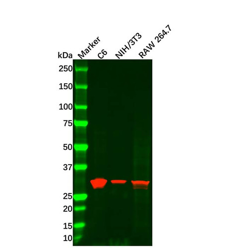 recombinant tirap antibody (c09-0742-979)