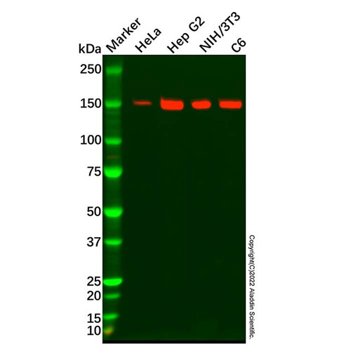 tlr8 antibody (c09-0742-990)