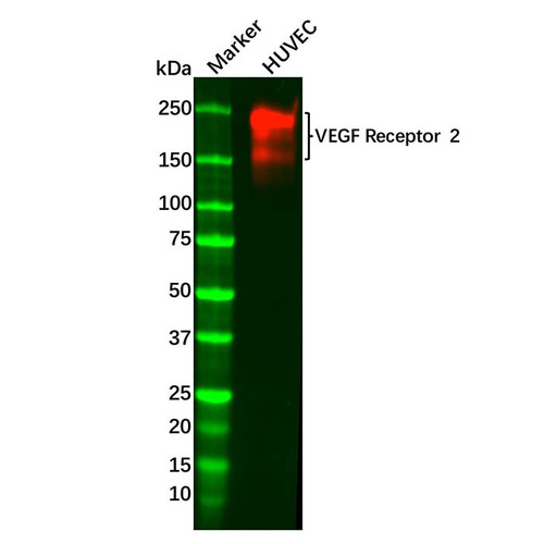 recombinant vegf receptor 2 antibody (c09-0743-094)