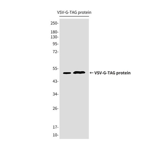 vsv-g tag mouse mab (c09-0743-117)