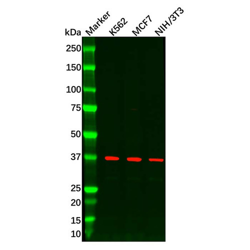 wnt8b antibody (c09-0743-154)