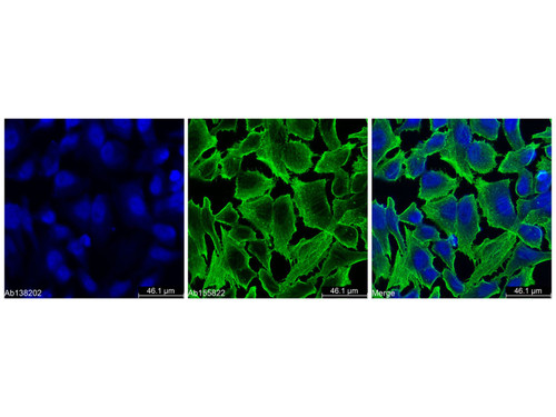 goat anti-rabbit igg h&l (alexa fluor® 405) (c09-0743-194)
