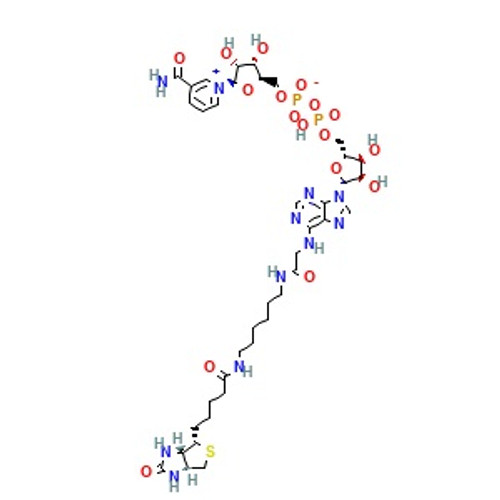 biotin-nad+