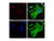 brdu mouse mab (c09-1104-015)