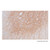 recombinant somatostatin receptor 2 antibody (c09-1574-177)